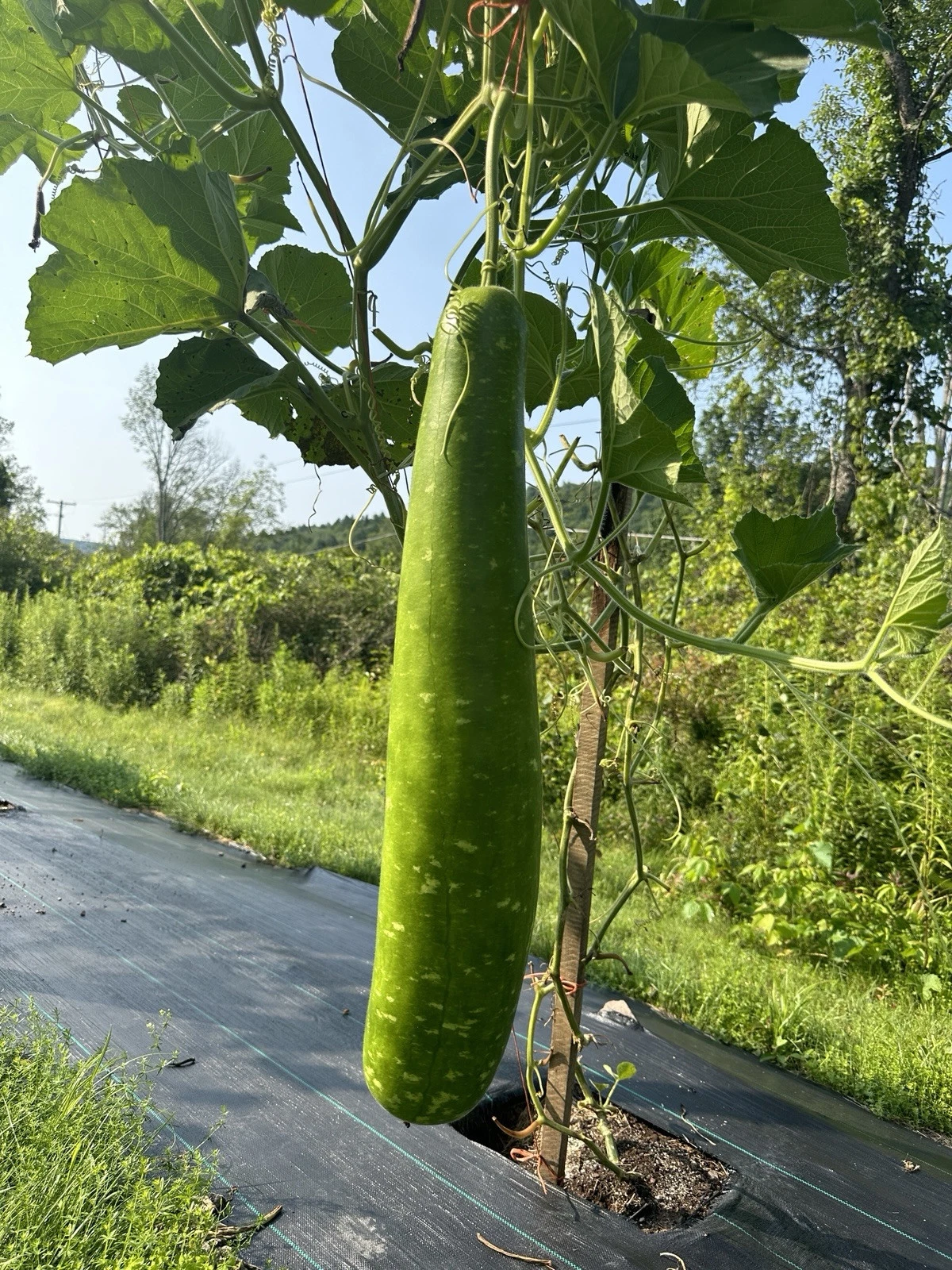 Big Bottle Gourd seeds || Long Green Bangladeshi Lau Seeds || 8 Deshi La... - $8.34