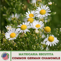 1000 Common German Chamomile Seeds Matricaria Recutita Herbal Tea Fresh Seeds US - £4.83 GBP