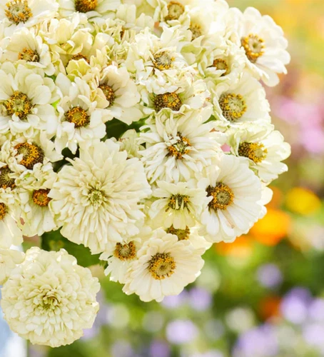 100 Seeds Zinnia elegans Cactus Snowman White Moon  Flowers Seeds Non-GMO - $5.99