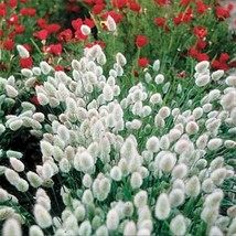 25 Pcs Bunny Tails Flower Seeds #MNSS - £11.72 GBP