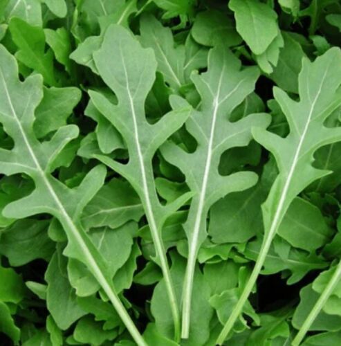 THJAR Rocket Arugula Microgreens Garden Herb Salad Cool Season Spicy Non... - $2.79