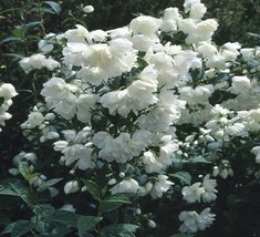 Philadelphus Snowbelle Mock Orange Starter Plant - $27.99