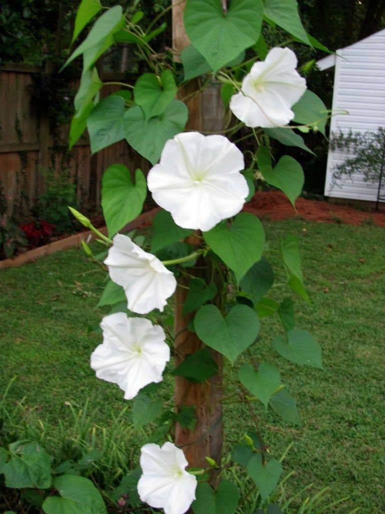 20 Moon Flower Fragrant Night Bloomer White Morning Glory Fragrant Vine Flower S