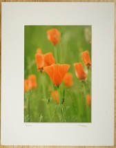 Tom Adams Photography Red Poppies Field Flowers Oregon Matted Photo Art 8x10 - £19.77 GBP
