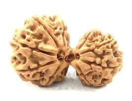 Gauri Shankar Rudraksha - 9 Mukhi - Nepal - Lab Certified - $123.75