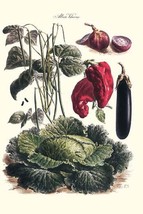 Vegetables; Eggplant, cabbage, peppers, onions, and beans. 20 x 30 Poster - £20.48 GBP