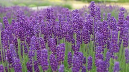 Grow In US Lavender seeds Healthy Herb/Flower Gorgeous 200 seeds - £7.31 GBP