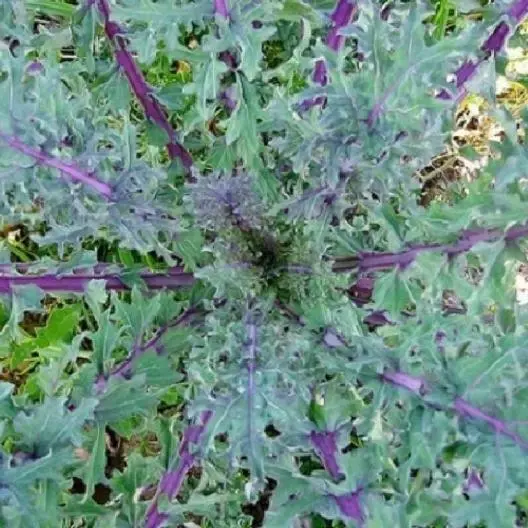 1000 Red Russian Kale Seeds Brassica Napus Var. Pabularia Non-Gmo Garden - £4.70 GBP