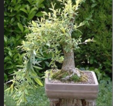 Bonsai Tree - Black Willow Bonsai Tree Cutting - Thick Trunk - $9.99