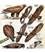 Eagles Bald Golden Osprey Caracara 1966 Color Bird Art Print Nature ADBN1Q - £15.06 GBP