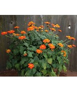 SRN Tithonia Speciosa Torch Orange Sunflower Tree Seeds Garden - $11.25