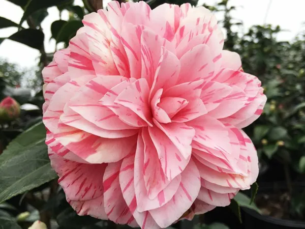 Les Marbury Unique Bloom Camellia Japonica Live Starter Plant Fresh Garden - £36.84 GBP