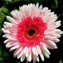 HOT NEW PINK Series Gerbera Daisy Seeds 20+ Perennial Gerbera Jamesonni Plants F - £4.70 GBP