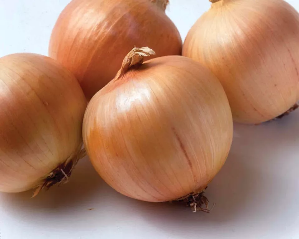 SR 250 Yellow Sweet Spanish Onion Seeds Nongmo Variety Sizes Planting Seeds - $8.45