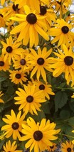 PS Blackeyed Sn Seeds Goldenrod Perennial Pollinator Garden Yellow Cone ... - $166.68 MXN