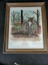 1979 Spring Awakening  Don Martin Raccoon Print Signed Numbered Framed - £26.18 GBP