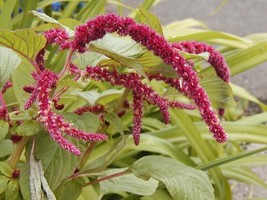 Love Lies Bleeding Red Ropes Flowers 1155 Seeds Fresh Seeds Gardening USA - $9.99