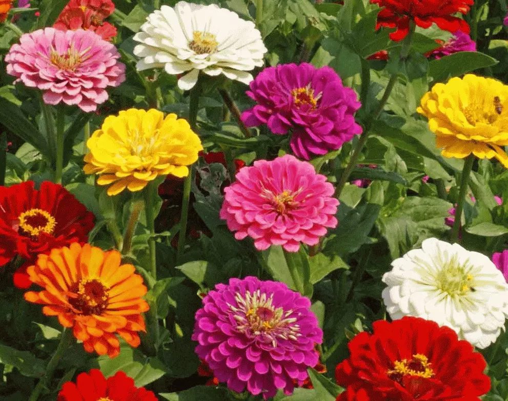 SKMO California Giant Zinnia Flower Mixed Colors 100 Seeds  - $9.10