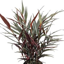 Red Rubin Ginger Alpinia Red Bamboo Plug Starter Plant USA Fast Shipping - $59.54