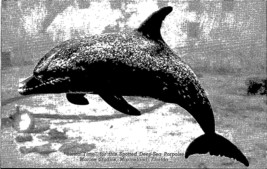 Siesta Time Spotted Deep-Sea Porpoise Marineland FL Postcard PC44 - £11.72 GBP