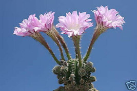 Echinopsis oxygona rare flowering shick hybrid flower cacti seed cacti 50 SEEDS - £7.98 GBP