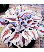 200pcs/pack Hosta Bonsai Perennials Plantain Beautiful Lily Flower White... - $13.67 CAD