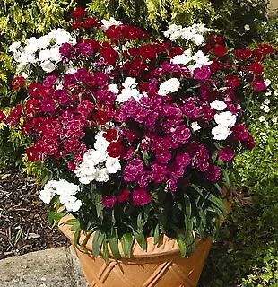 Dianthus Dynasty Double Mix 100 seeds - £23.07 GBP