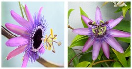 1 plant Lavender Lady Passion Flower Vine Plant - $36.99