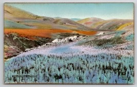 California Lupines CA Fred Martin Hand Colored Gilded Photo Postcard I28 - £10.21 GBP