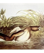 Pied Billed Grebe Bird 1950 Lithograph Print Audubon Nature 1st Edition ... - $41.60 CAD