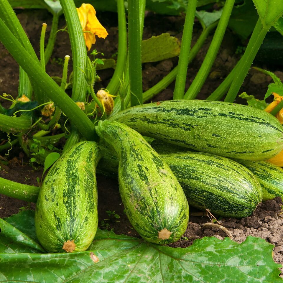 HSeeds Caserta Zucchini Squash Seeds 15 Ct Summer Curcurbito Pepo Vegeta... - $2.70