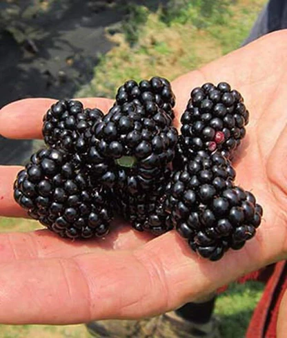 4 Pack Live Plants Big Daddy Thornless Blackberry Live Plants Outdoor Garden - £44.03 GBP