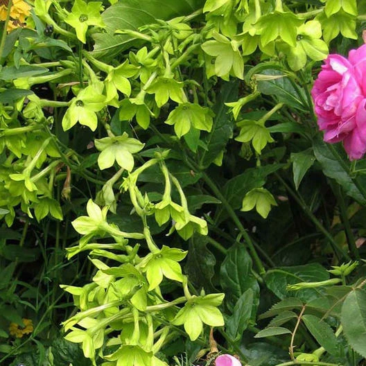 Tobacco LIME GREEN Flower Seeds Nicotiana Pure Seed Part-Shade Non-GMO 5... - $9.67