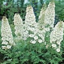 Grow In US 50 seeds Delphinium Consolida White King - £6.76 GBP