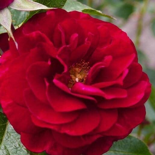 Bordaux rose seeds - 20 seeds - code 605 Item image 2