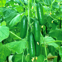 30 Seeds Jewel Of The Netherlands Thornless Cucumber Garden Fresh - $8.21