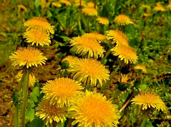 Dandelion 1000 Seeds - £15.11 GBP