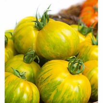 Green Zebra Giant Tomato Seeds Organic Garden Fast Shipping - $6.50