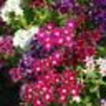 200 Seeds Phlox TWINKLE MIX Tall Flowers Fringed Petals Heirloom PURE No... - $12.00