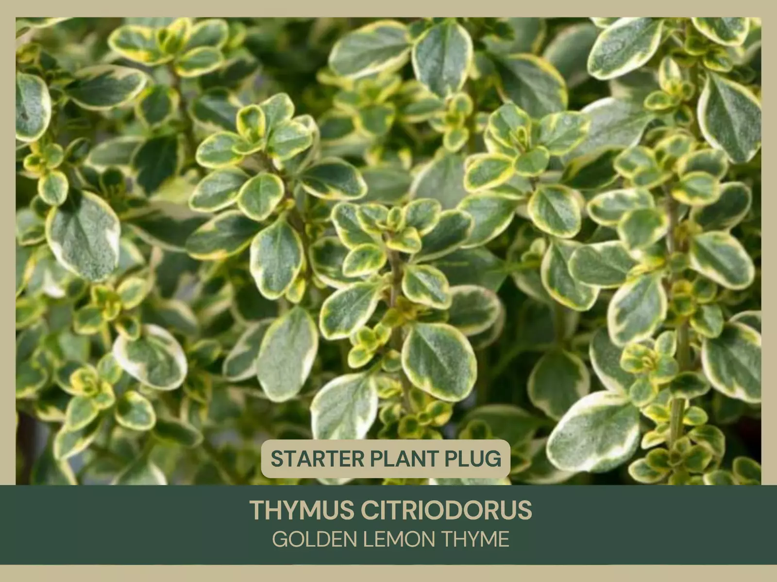 1 Starter Plant Plug Thymus citriodorus Golden Lemon Thyme - £20.43 GBP