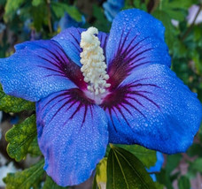 Blue Purple Hibiscus Flower Seeds Plants Garden Planting 25 Seeds - £4.68 GBP