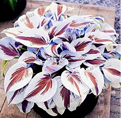 USA Seller 200 Seeds Hosta Bonsai Plantain Lily Flower White Lace Home Garden - £7.70 GBP
