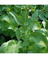 Early Fall Rapini Broccoli 50 Seeds Brassica Oleracea Var Italica Fresh ... - $14.02 CAD