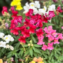 Floral Showers Mix Snapdragon Seeds Snapdragon Flower Gardening Fresh USA Seller - £6.71 GBP