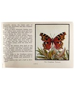 Common Tortoise Butterfly 1934 Butterflies Of America Antique Insect Art... - €17,16 EUR