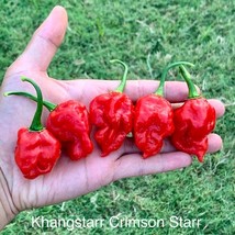 Ks Crimson Starr Pepper Seeds Usa Seller - £6.72 GBP