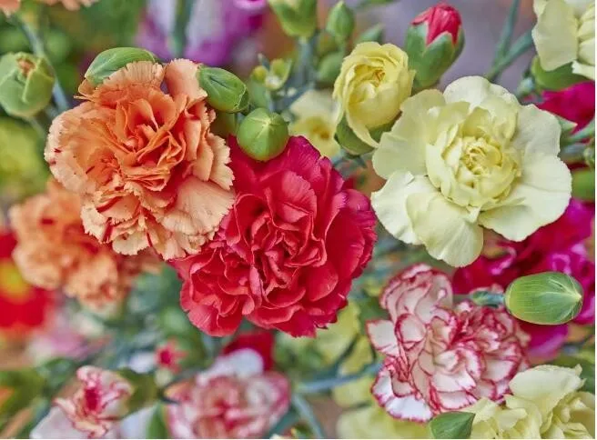 100 Carnation Szabo Variety Mix Flower Seeds for Garden - $12.00