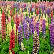 50 Russell Mix Lupine Seeds Wildflower Spring Summer Patio Container Cut... - $7.25
