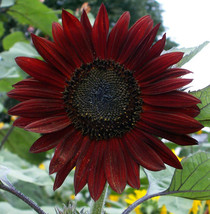 VP Sunflower Seeds Mahogany Flowers Seed Flower Perennial 25 Seeds Non Gmo / Ts - £5.01 GBP