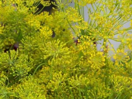FA Store Dill Bouquet Dill Organic Herb 360 Seeds  - £5.70 GBP
